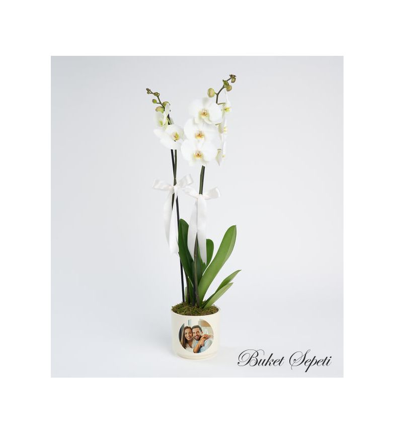 Phalaenopsis Orkide